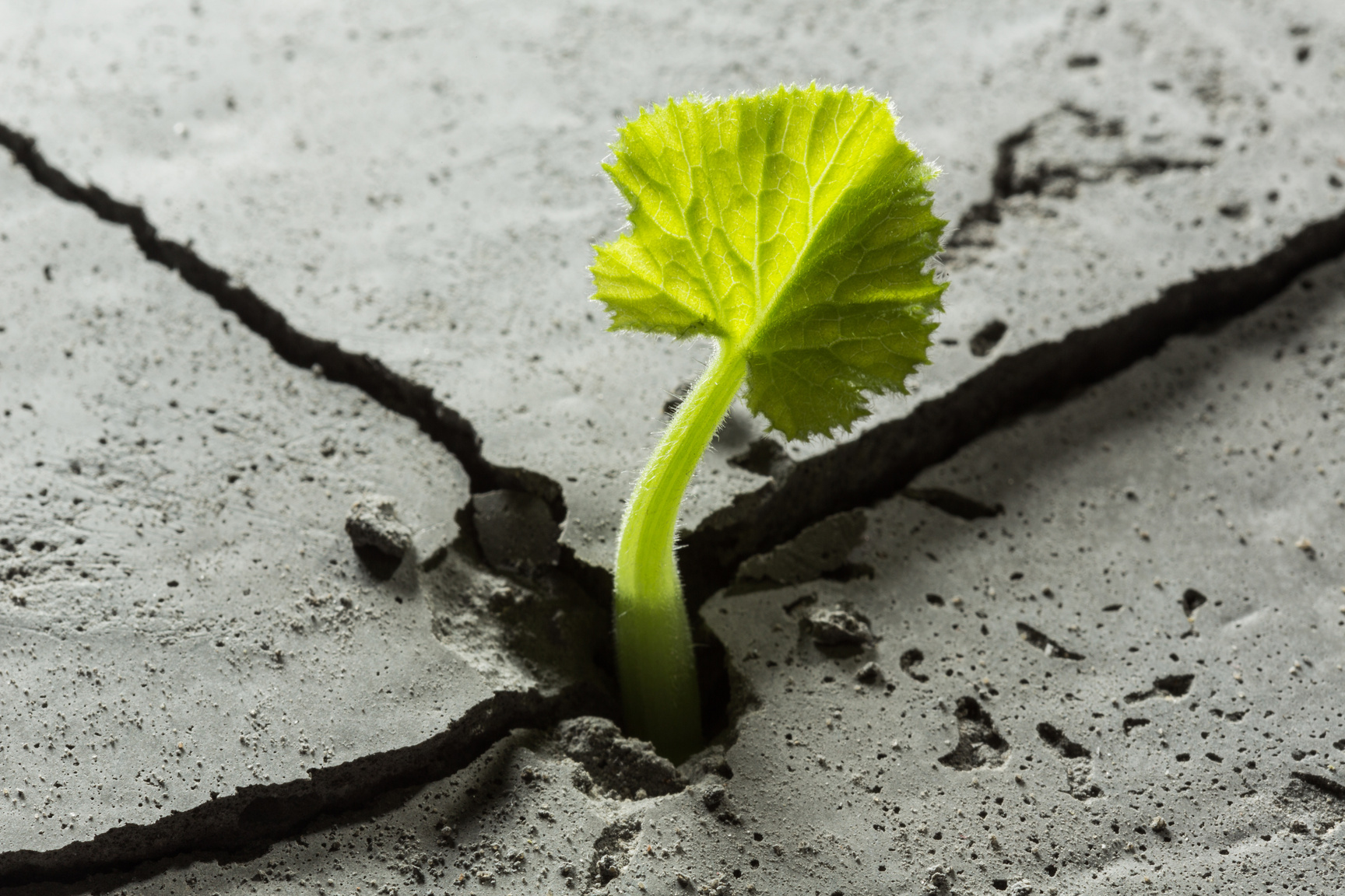 Sprout